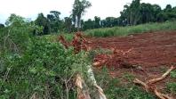Desmatamento ilegal em São José da Boa Vista