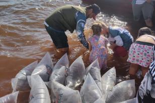  Rio Vivo já promoveu, desde 2019, a soltura de mais de 1,4 milhão de peixes nativos nas Bacias Hidrográficas dos rios Paraná, Paranapanema, Ivaí e Iguaçu.