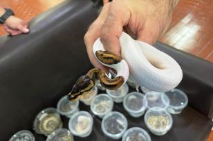 Cobras, tartarugas e um lagarto são apreendidos e encaminhados a CAFS, em Guarapuava
