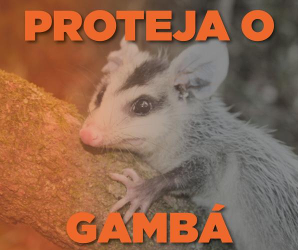 gambá