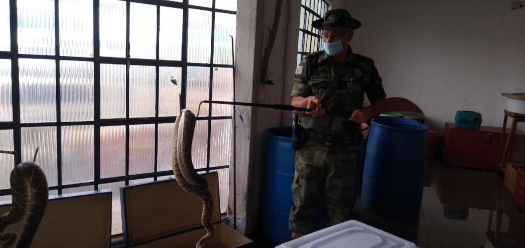 153 cobras peçonhentas são recolhidas de residência em Mandaguari