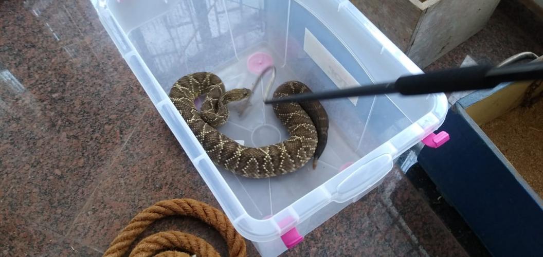 153 cobras peçonhentas são recolhidas de residência em Mandaguari