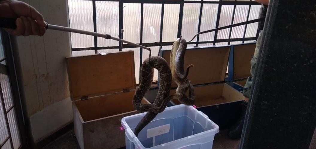 153 cobras peçonhentas são recolhidas de residência em Mandaguari