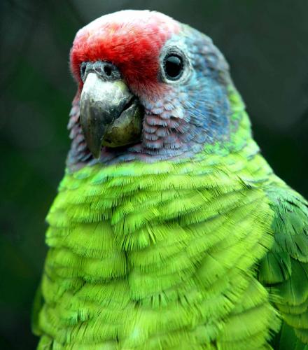 papagaio cabeça roxa