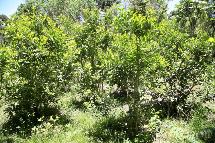 Cadastro descomplica manejo agroflorestal de maneira sustentável.