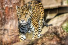 Governo do Paraná divulga relatório do plano de ação para conservação de grandes felinos