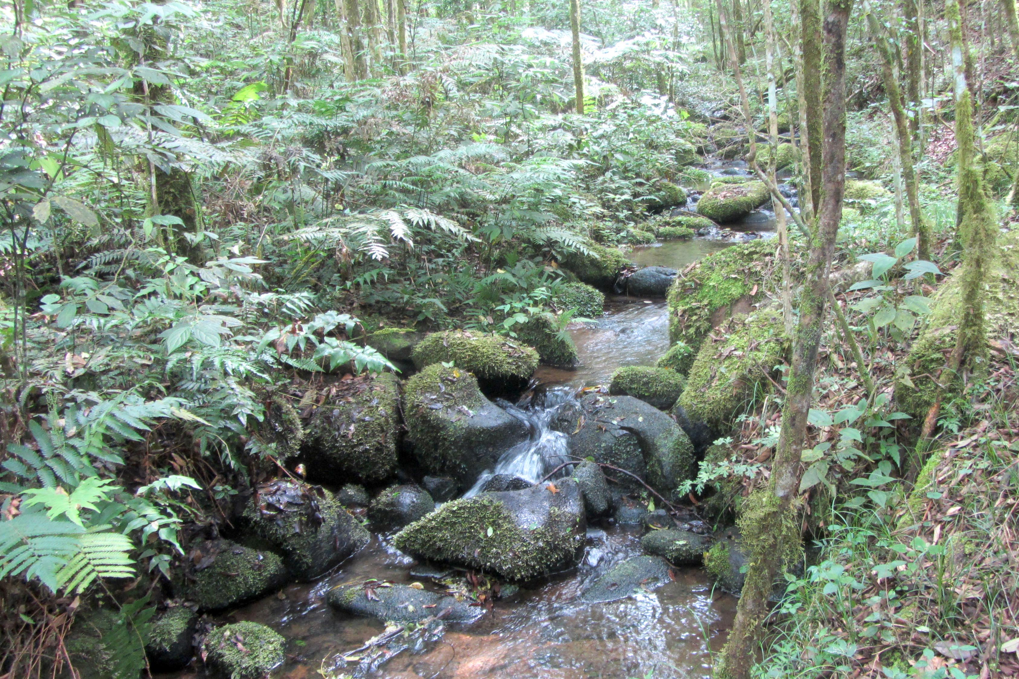 Estado lança cartilha de apoio aos municípios para ampliar conservação ambiental