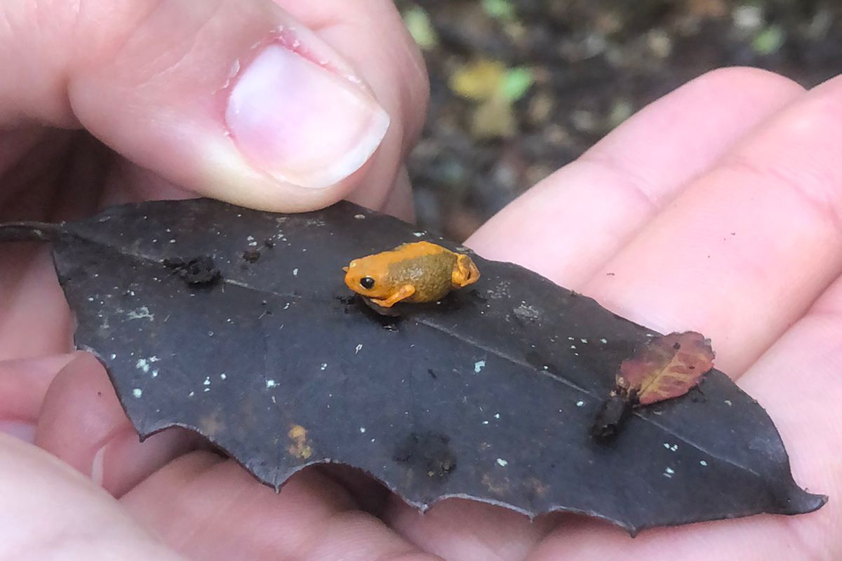Uma das espécies estudadas dentro das Unidades de Conservação administras pelo IAT foi o sapinho-da-montanha Brachycephalus pernix, espécie endêmica do Morro do Anhangava, em Quatro Barras, na Região Metropolitana de Curitiba