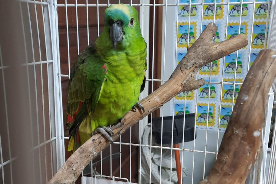 Governo incentiva a guarda responsável de animais silvestres vítimas de maus-tratos.