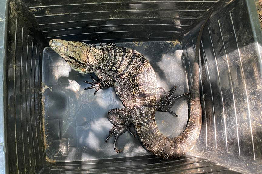 Programa de proteção da fauna das obras na orla de Matinhos solta oito lagartos na natureza