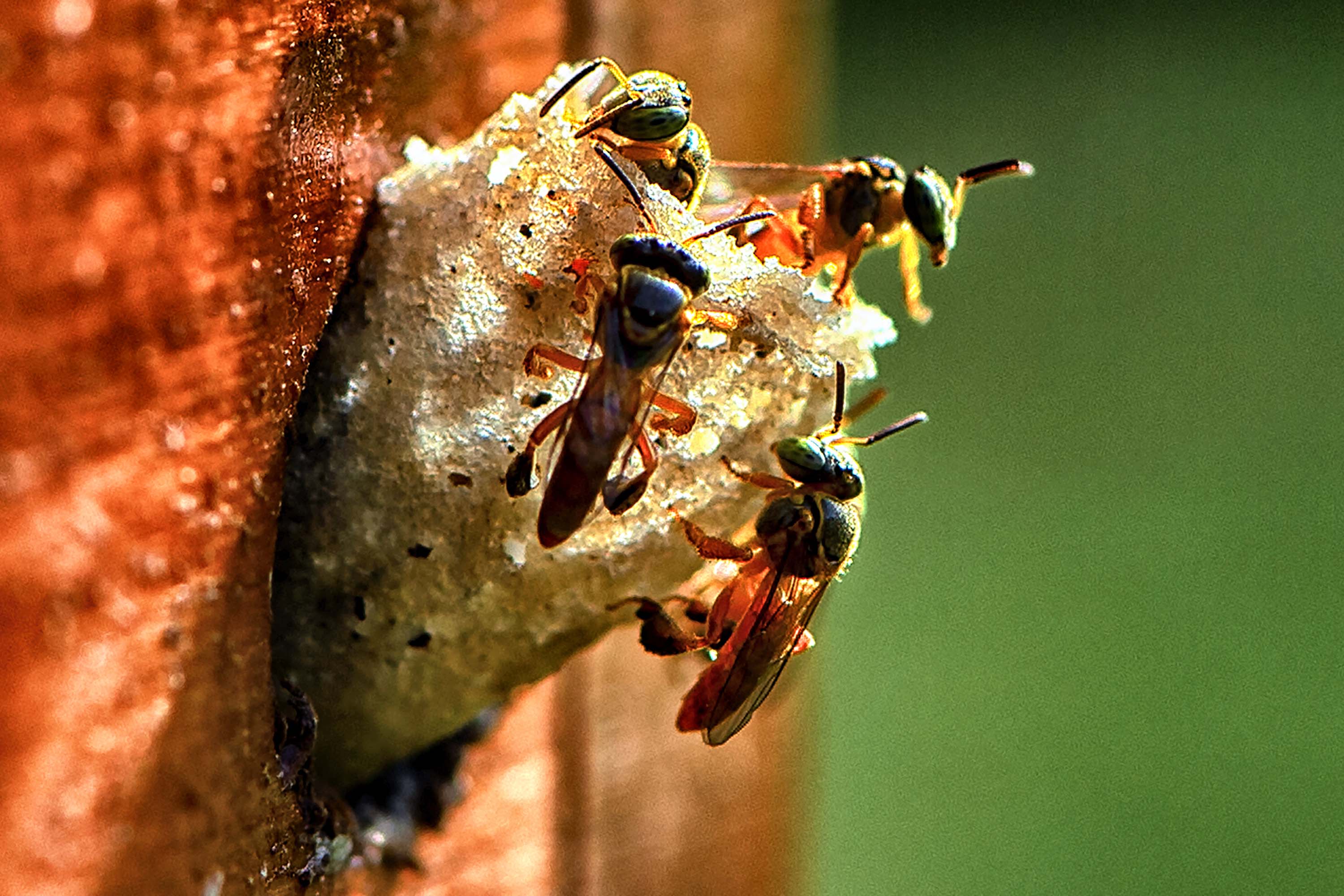 Paraná se mantém no topo da sustentabilidade com ampliação de programas e novas ações.