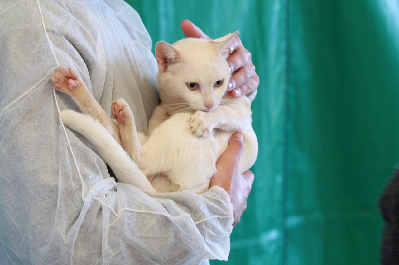 Julho Dourado: Estado lança cartilha orientativa sobre esporotricose em cães e gatos