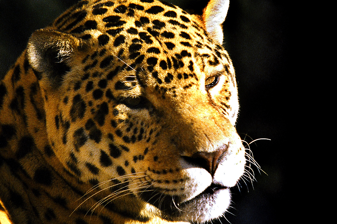 Governo atualiza Lista de Espécies da Fauna Ameaçada.