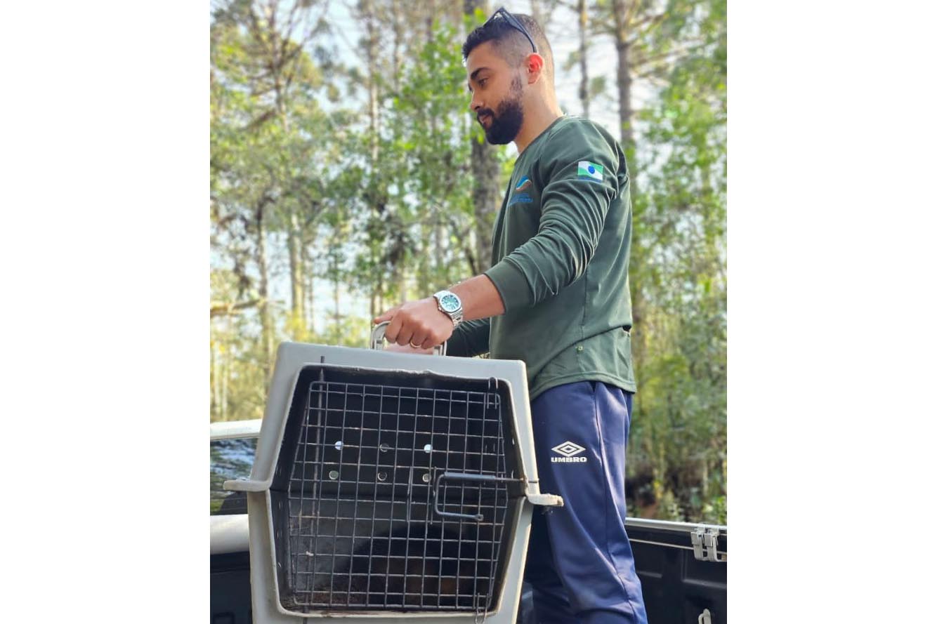 Após passar por exames clínicos, tamanduá-mirim pôde ser solto na natureza.