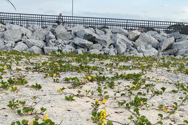 Recuperação da restinga na orla de Matinhos ajuda a manter biodiversidade do ecossistema