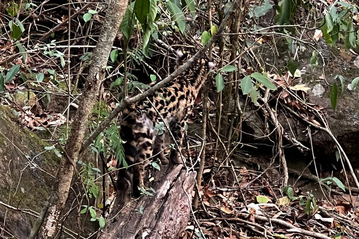Gato-maracajá passou dez meses de treinamento e reabilitação antes de ser devolvido à natureza pelo IAT.