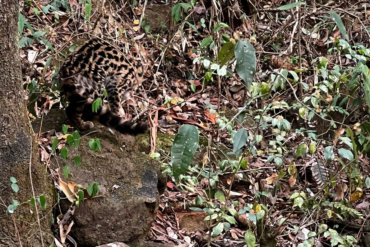 Gato-maracajá passou dez meses de treinamento e reabilitação antes de ser devolvido à natureza pelo IAT.