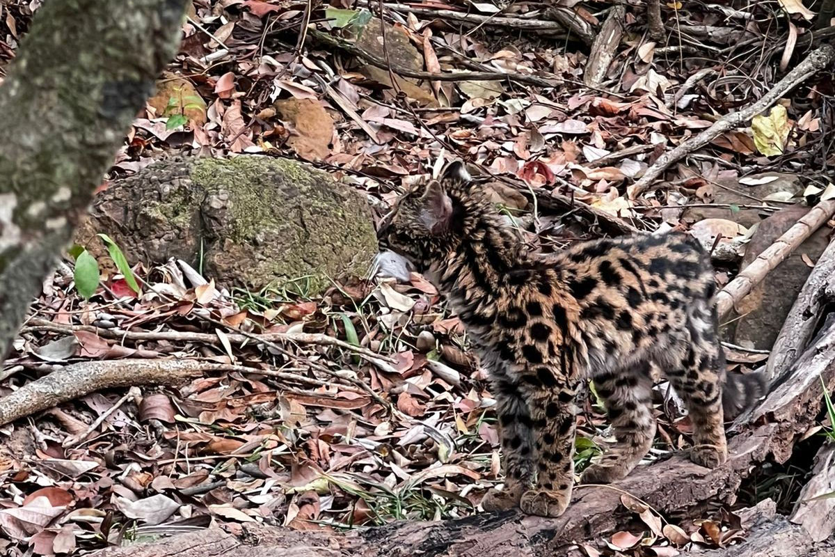 Gato-maracajá passou dez meses de treinamento e reabilitação antes de ser devolvido à natureza pelo IAT.