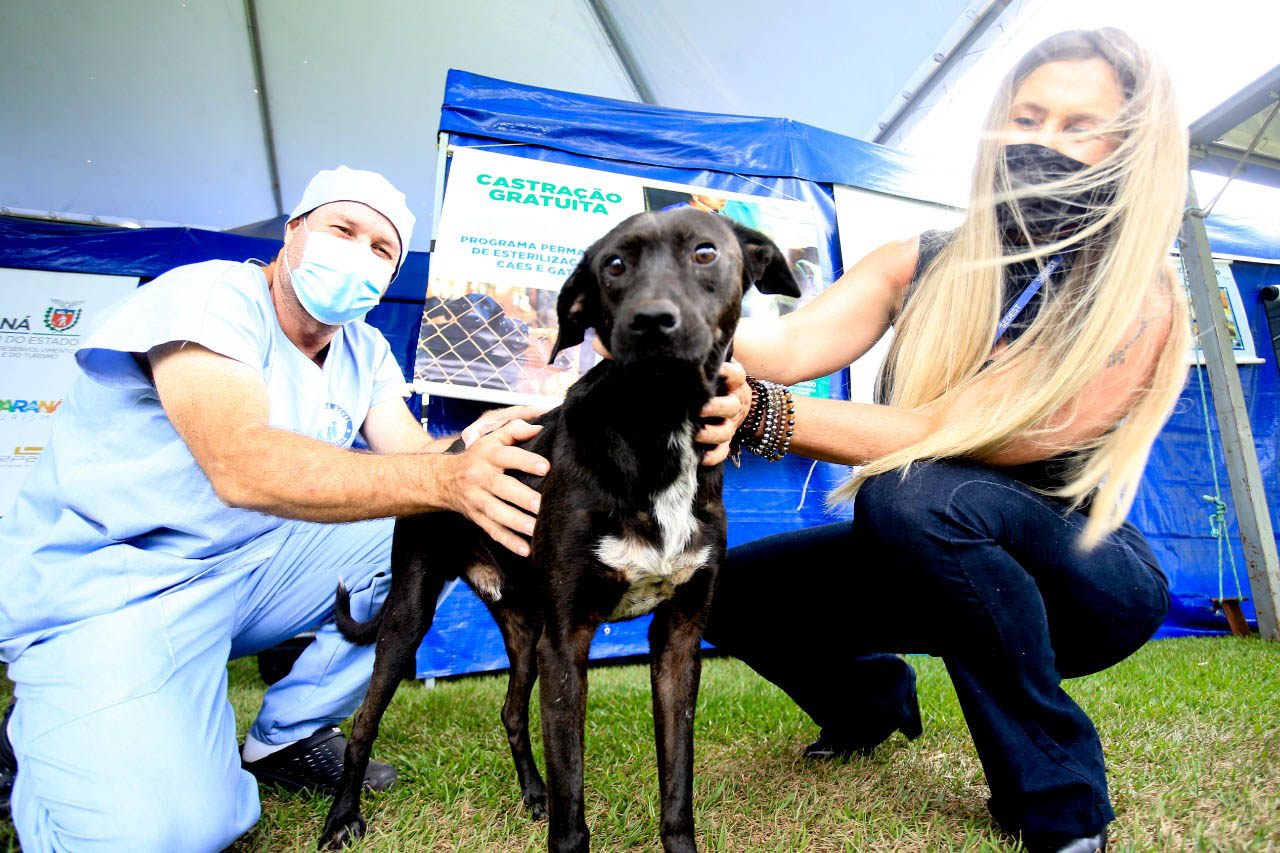 Programa Castrapet Paraná será retomado em novembro com o atendimento de mais de 35 mil animais, entre cães e gatos