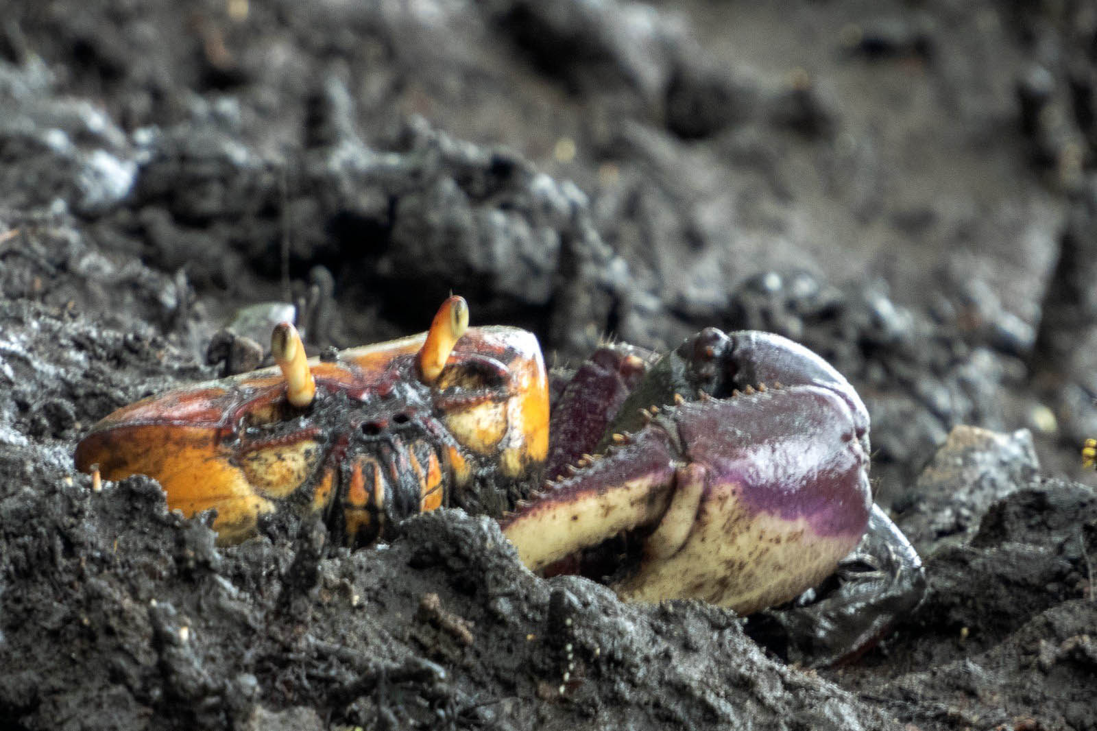Com regras e fiscalização, IAT autoriza captura do caranguejo-uçá a partir de domingo