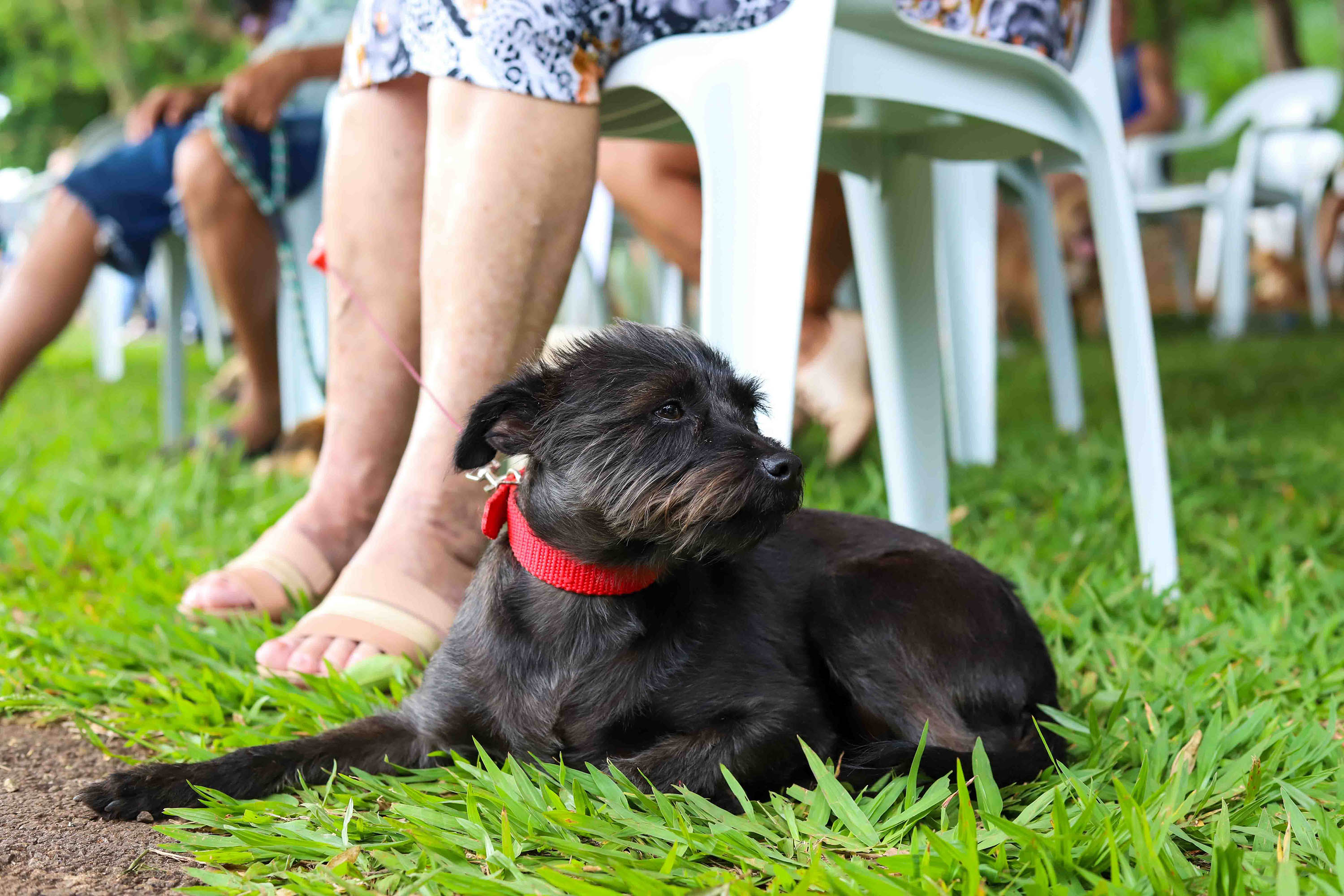 Programa CastraPet Paraná terá pela primeira vez ação de castração de pets na Ilha do Mel, em Paranaguá