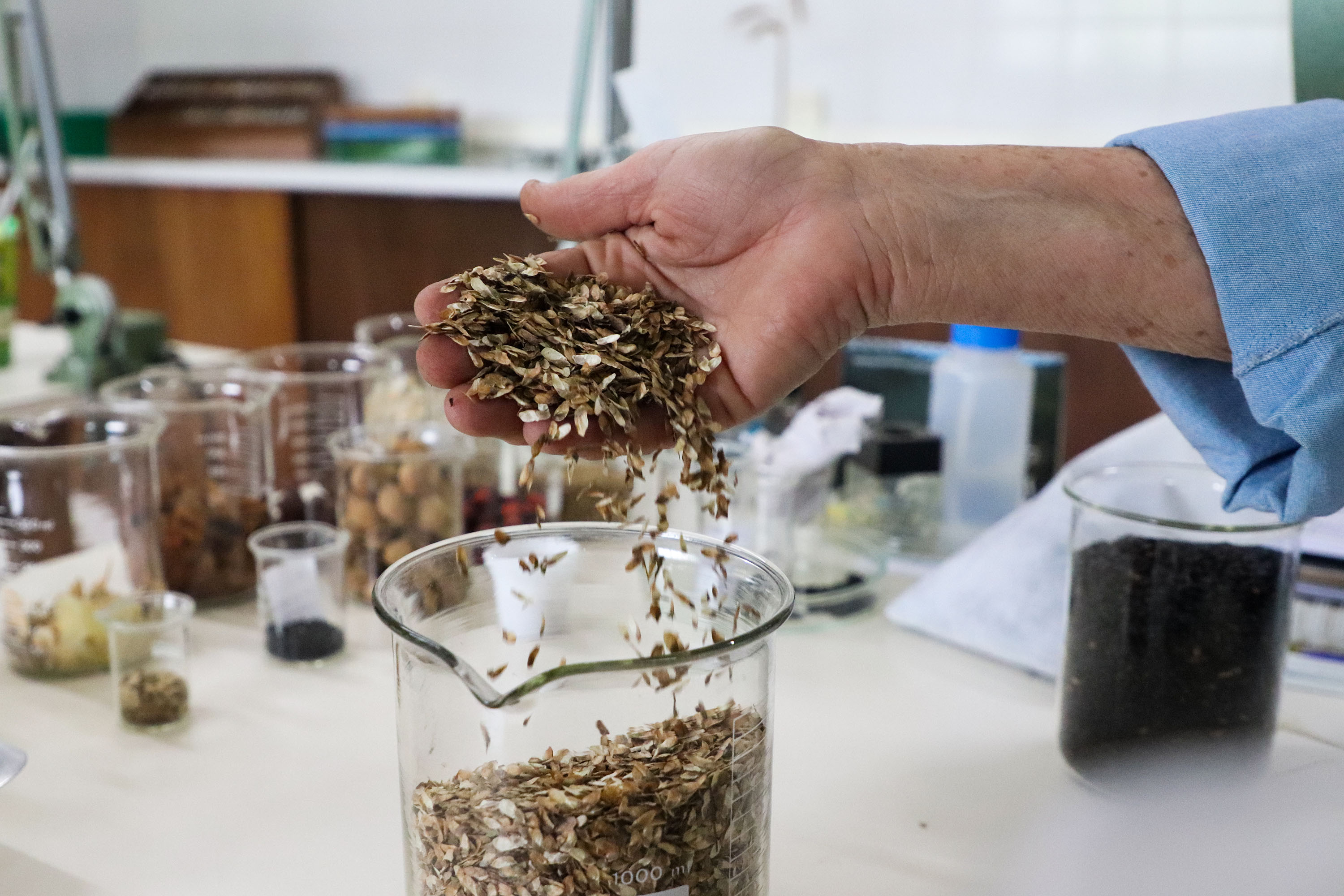 Paraná Mais Verde versão 2025 terá o início da reestruturação dos viveiros e laboratórios de sementes administrados pelo IAT