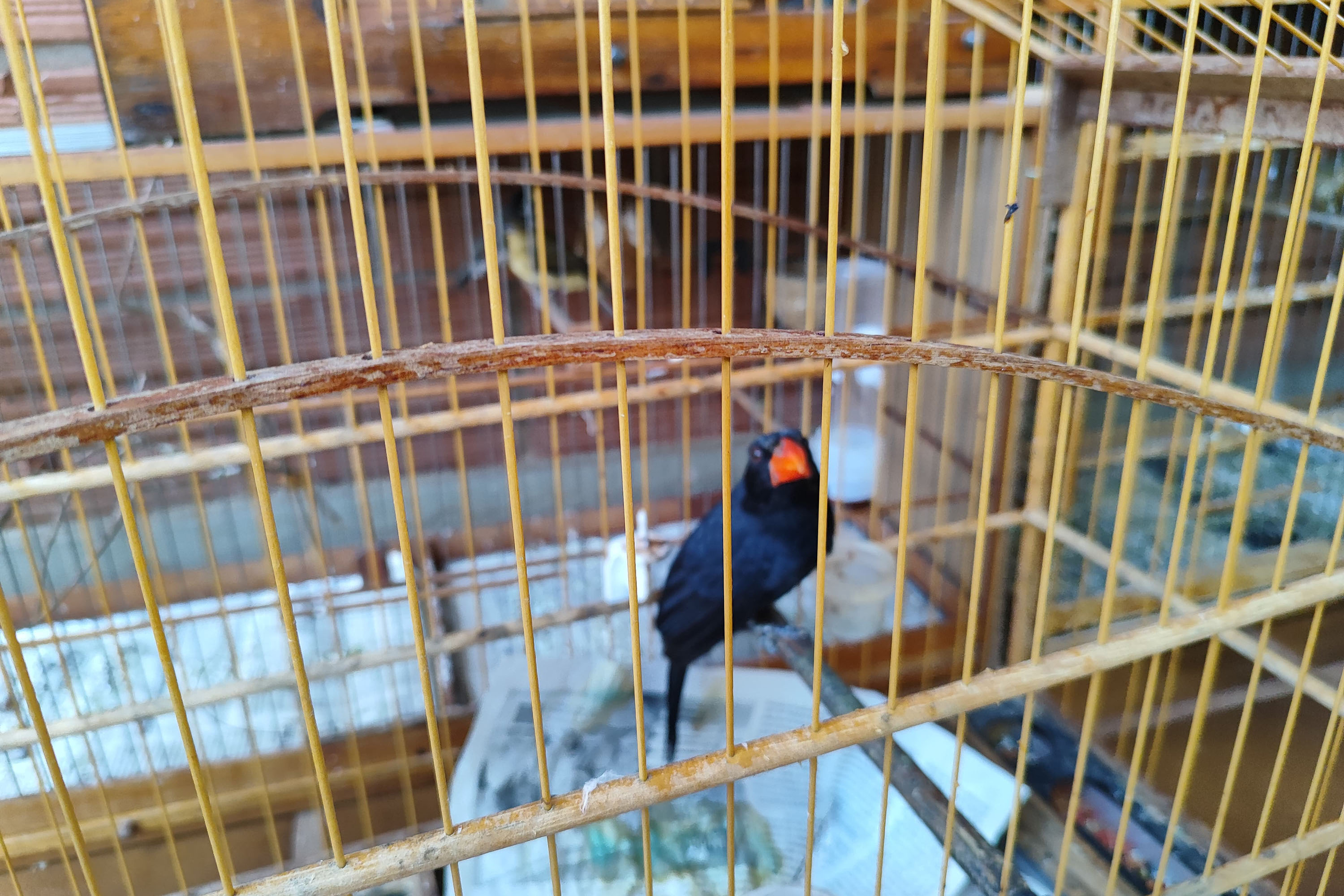 IAT apreendeu cativeiro com 33 aves irregulares em Paranavaí, no Noroeste do Paraná