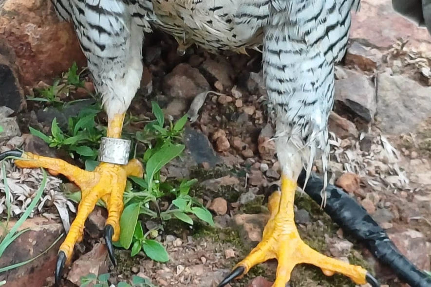 Falcão