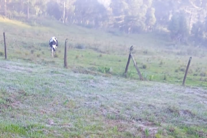 GEADA