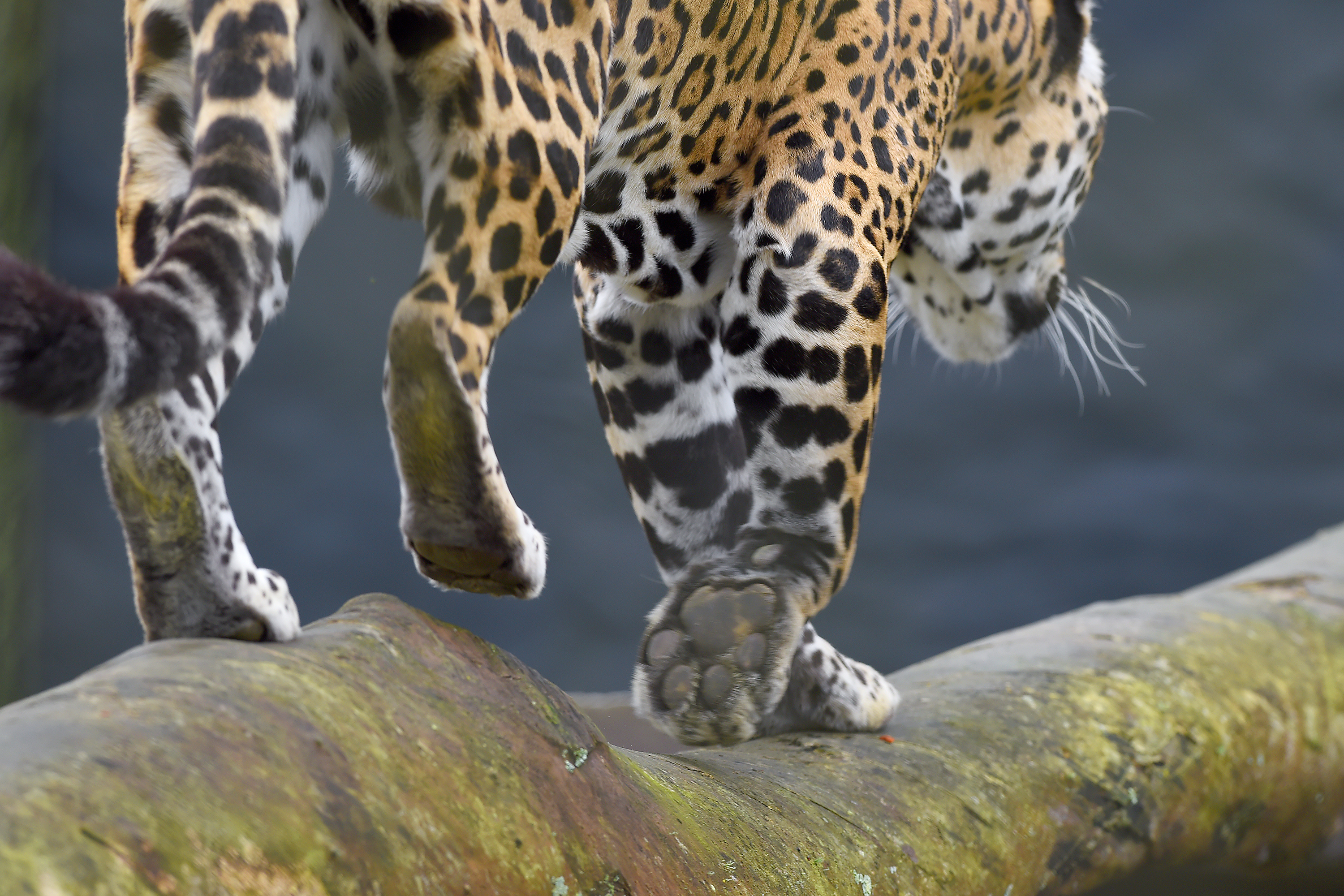 Rede coordenada pelo IAT salvou 1.483 animais