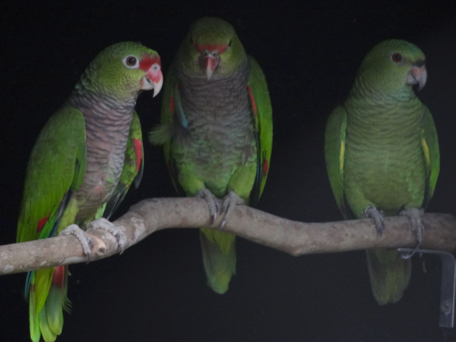 O amor está no ar: conheça os animais silvestre do Paraná que passam a vida toda juntos