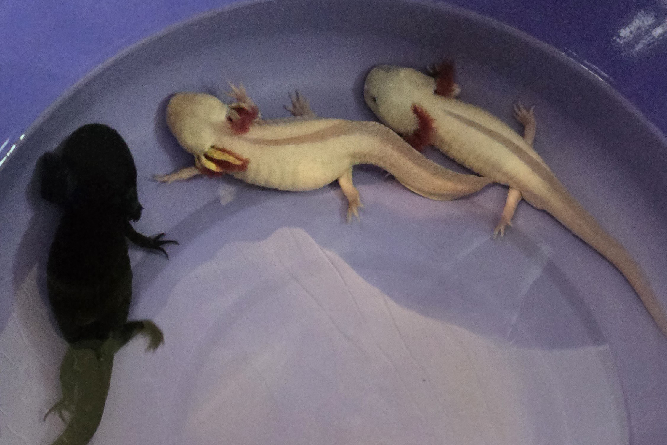 Axolote (Ambystoma mexicanum)