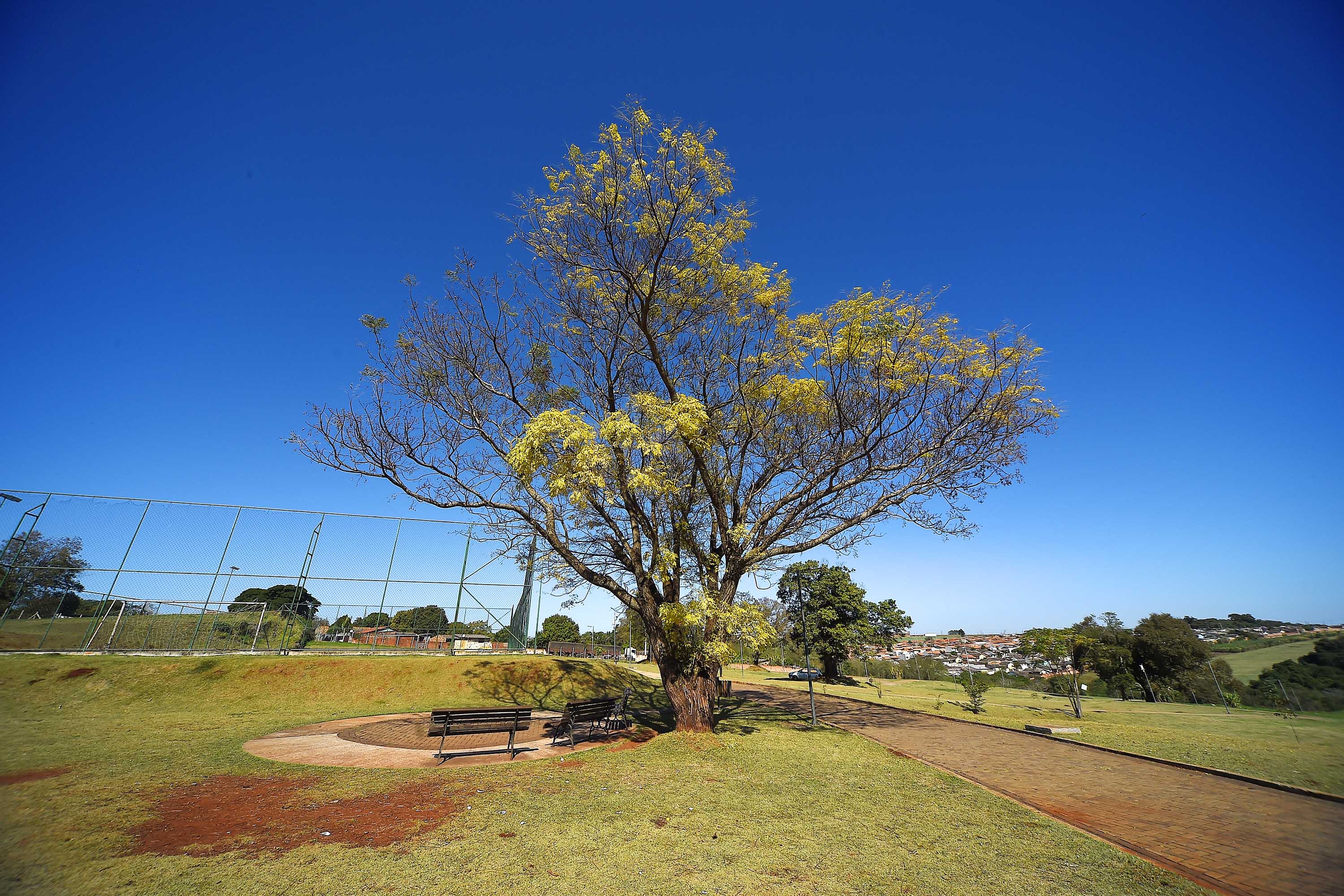 I Encontro Estadual de Arborização Urbana busca ampliar o plantio planejados de árvores nas cidades do Paraná