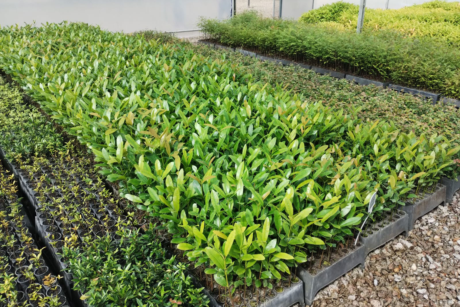 Parceria entre IAT e Sociedade Chauá vai ampliar conservação de espécies da flora nativa