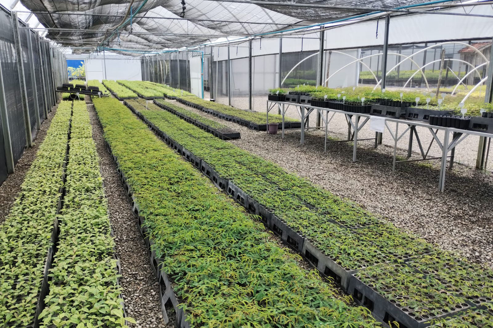 Parceria entre IAT e Sociedade Chauá vai ampliar conservação de espécies da flora nativa