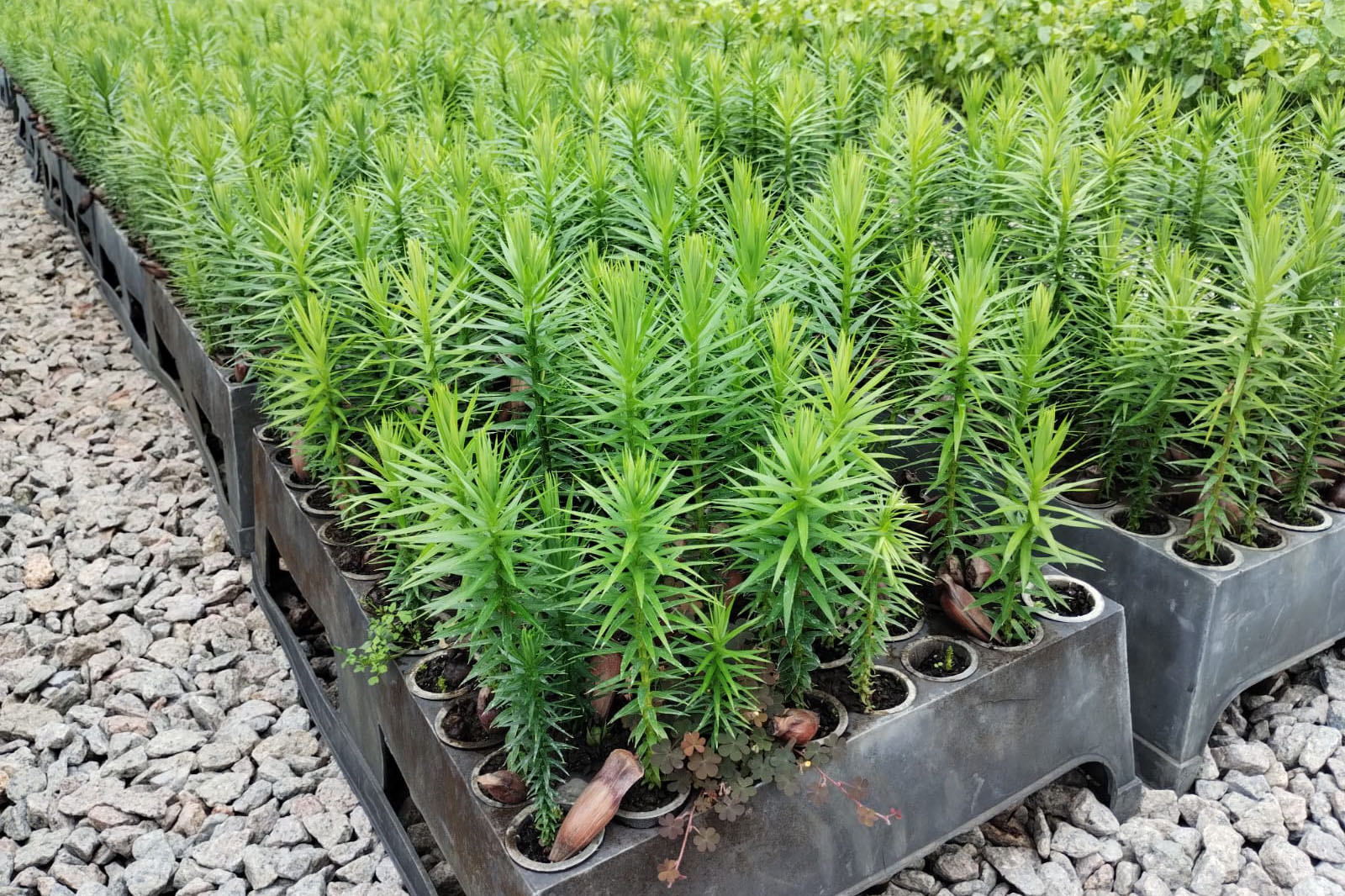 Parceria entre IAT e Sociedade Chauá vai ampliar conservação de espécies da flora nativa