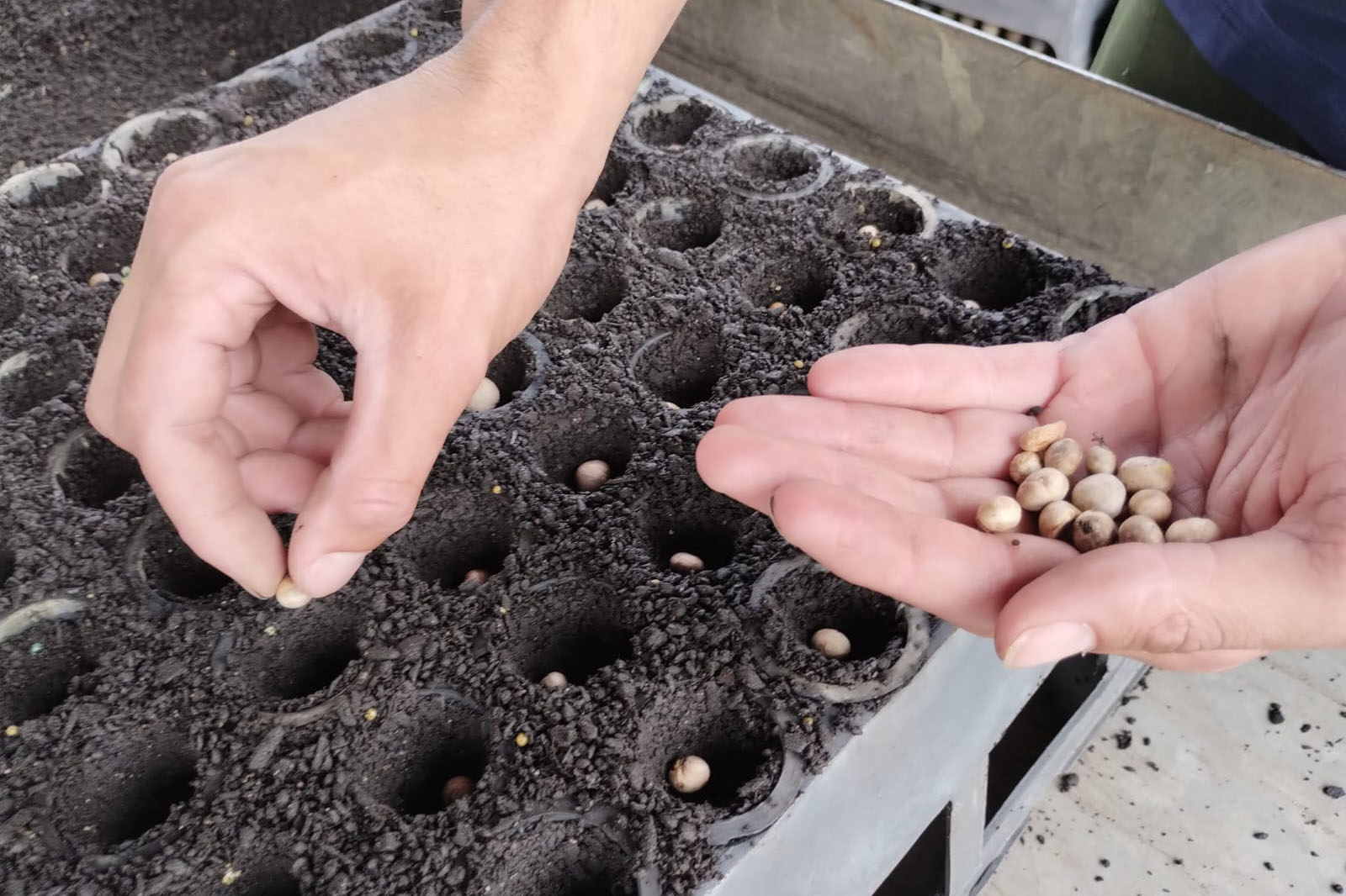 Parceria entre IAT e Sociedade Chauá vai ampliar conservação de espécies da flora nativa