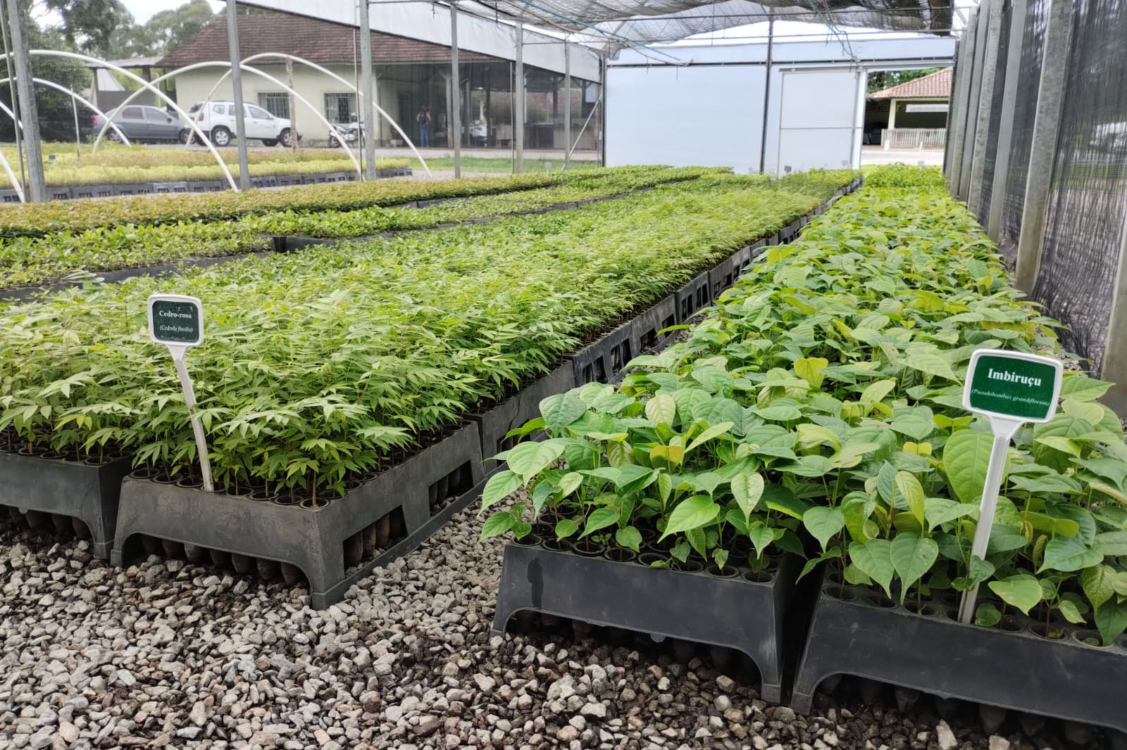 Parceria entre IAT e Sociedade Chauá vai ampliar conservação de espécies da flora nativa