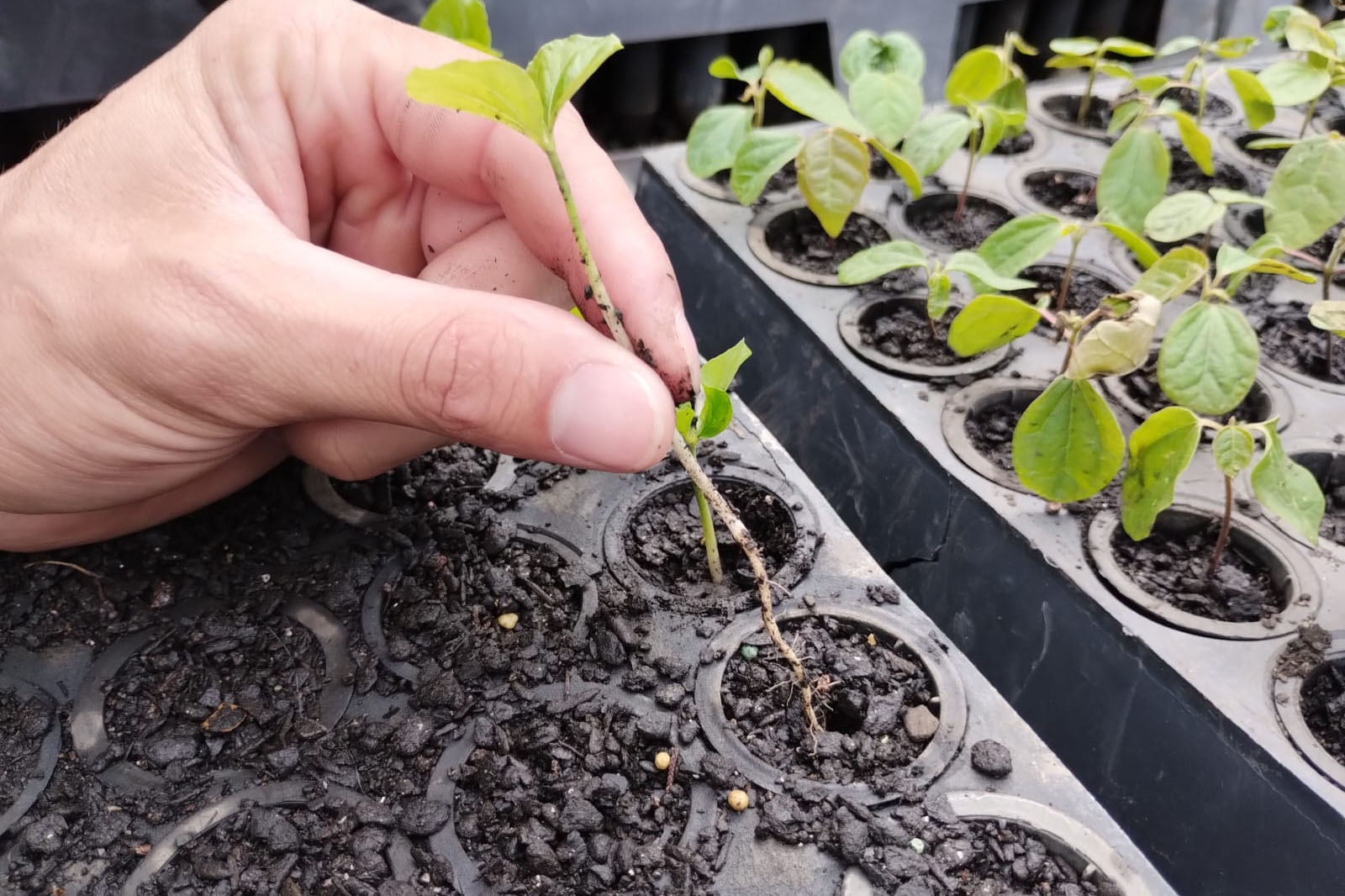 Parceria entre IAT e Sociedade Chauá vai ampliar conservação de espécies da flora nativa