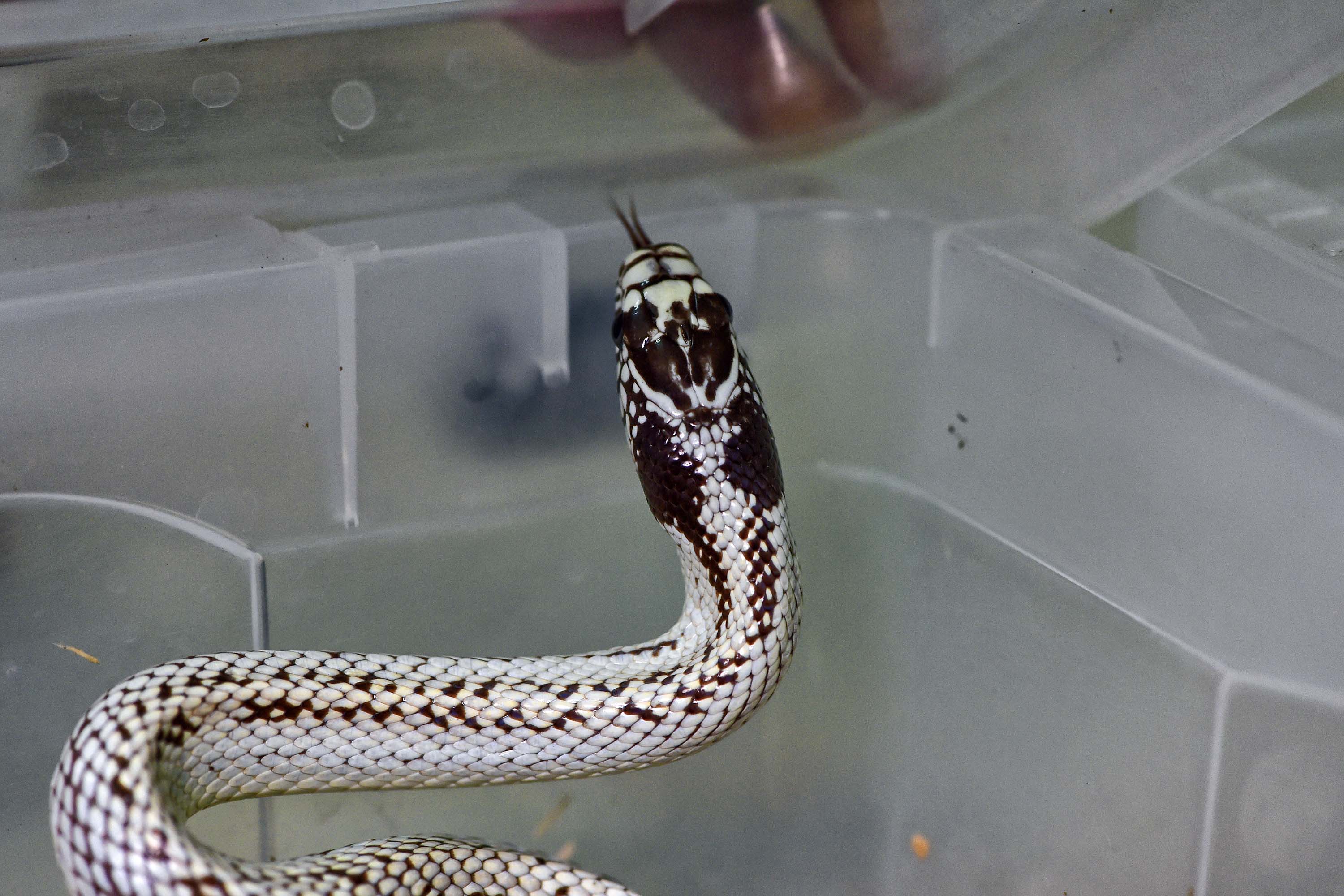 Cobra-rei (Lampropeltis getula) 