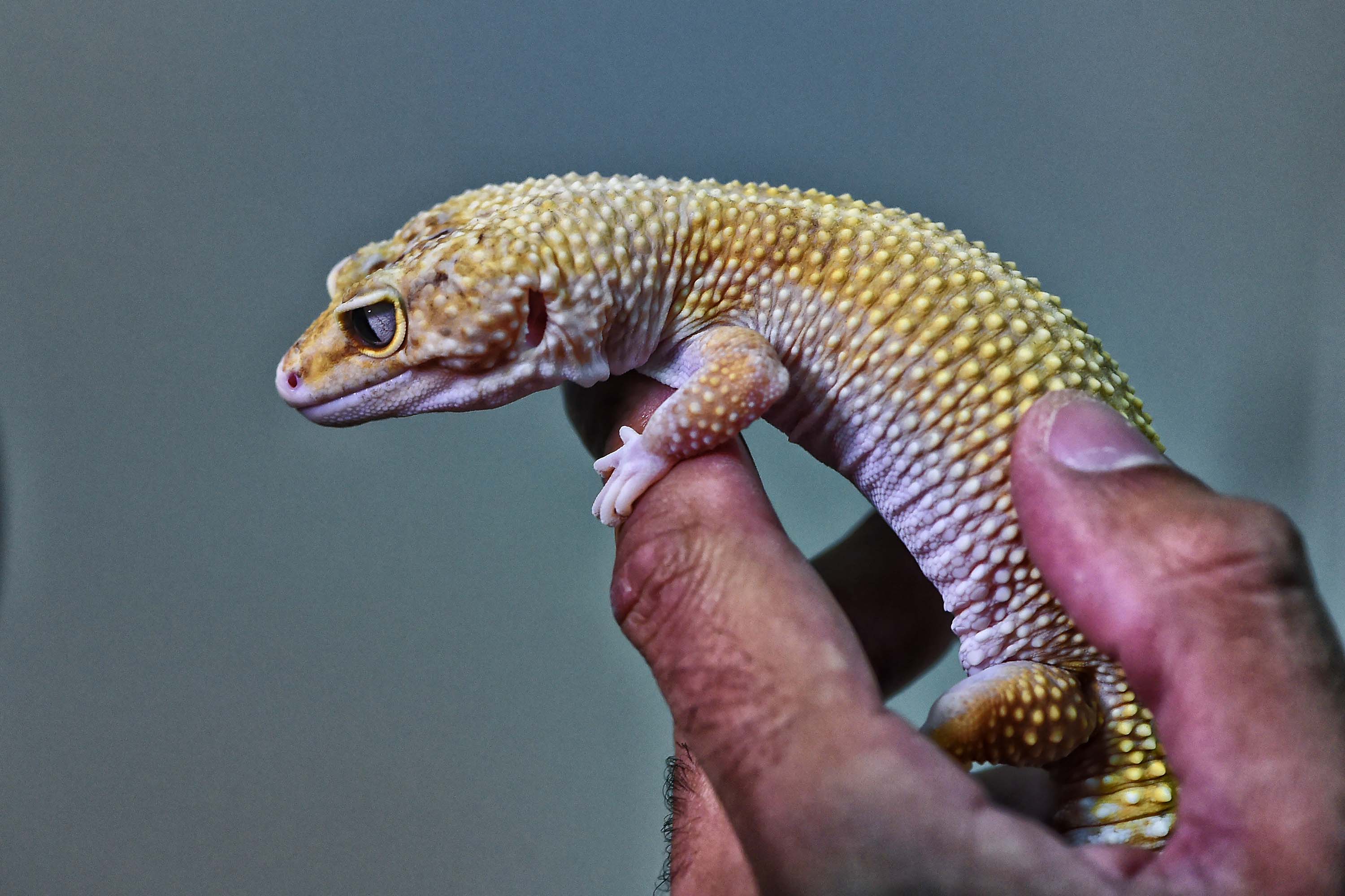 Gecko-leopardo (Eublepharis macularius) 