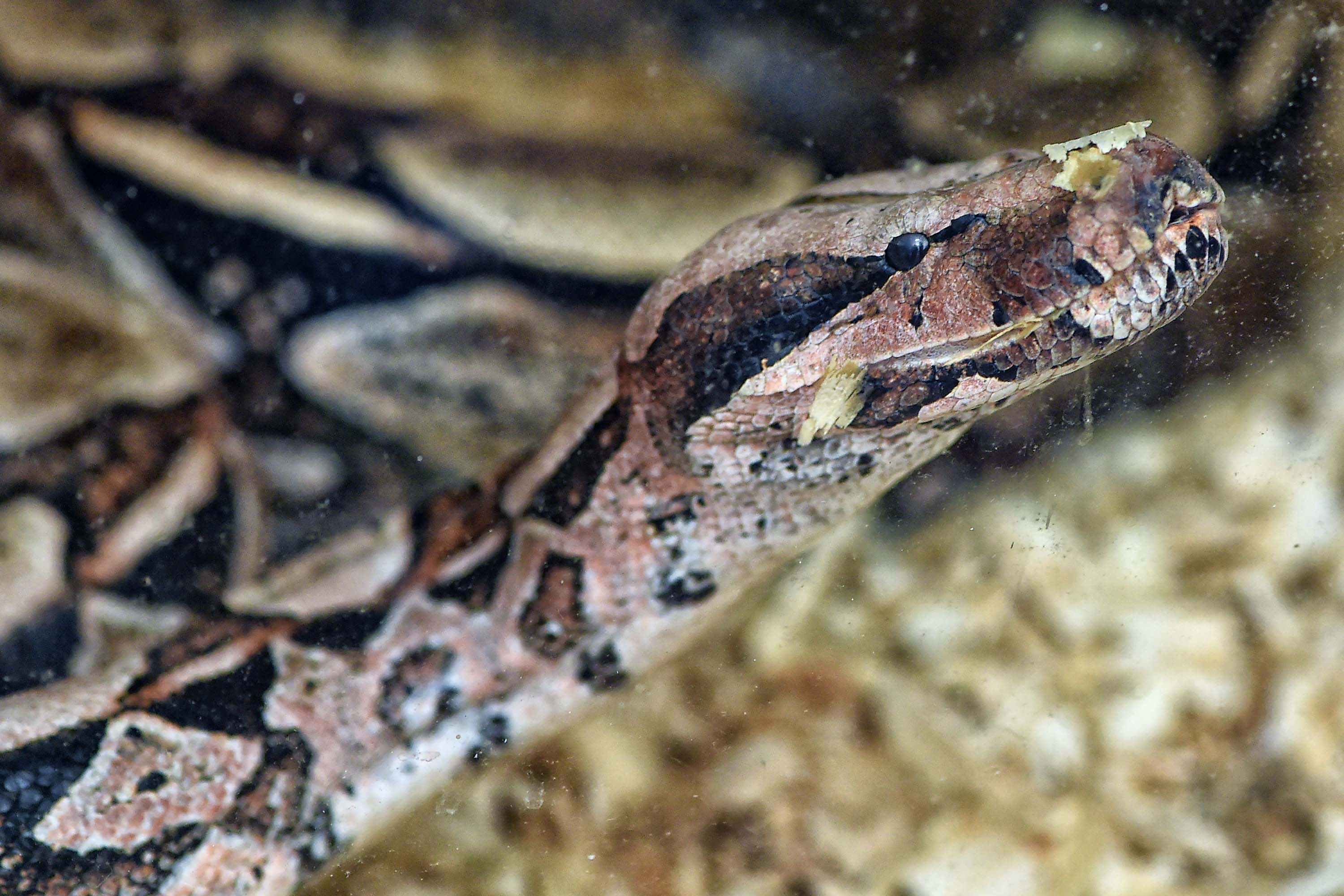 Jiboia (Boa constrictor)