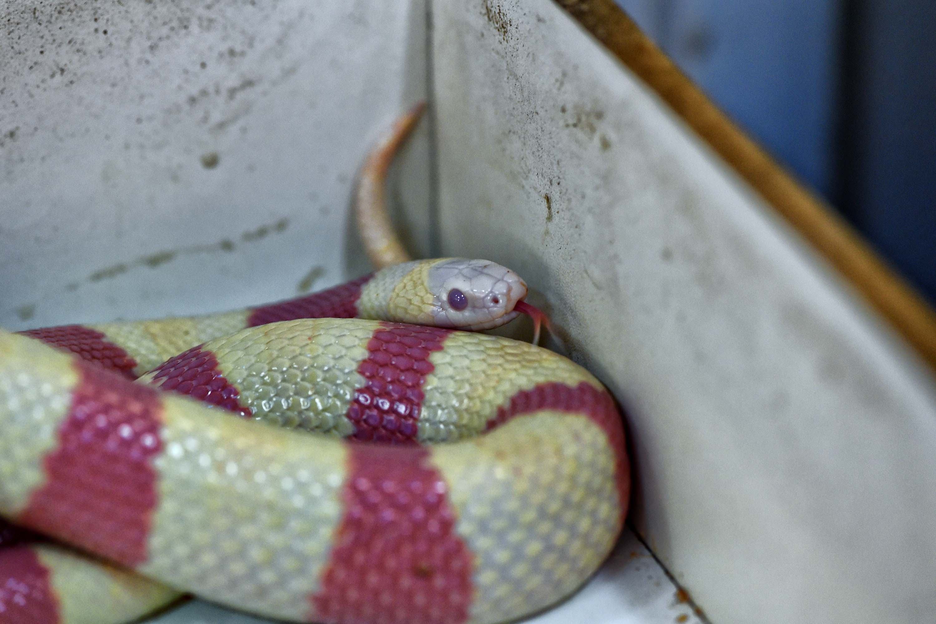 Milk snake (Lampropeltis triangulum) 