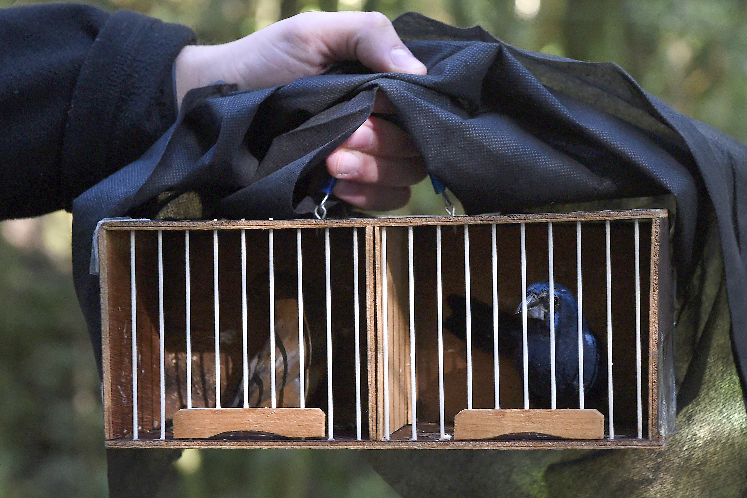 Pássaros resgatados do tráfico de animais começaram a voltar para a natureza nesta quarta-feira (25)