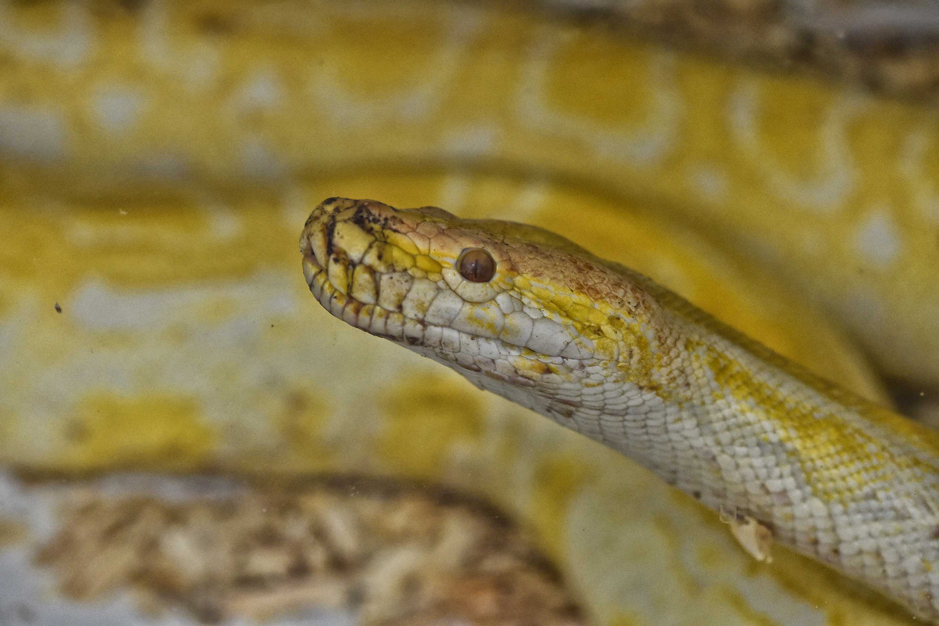 Píton albina (Python bivittatus)