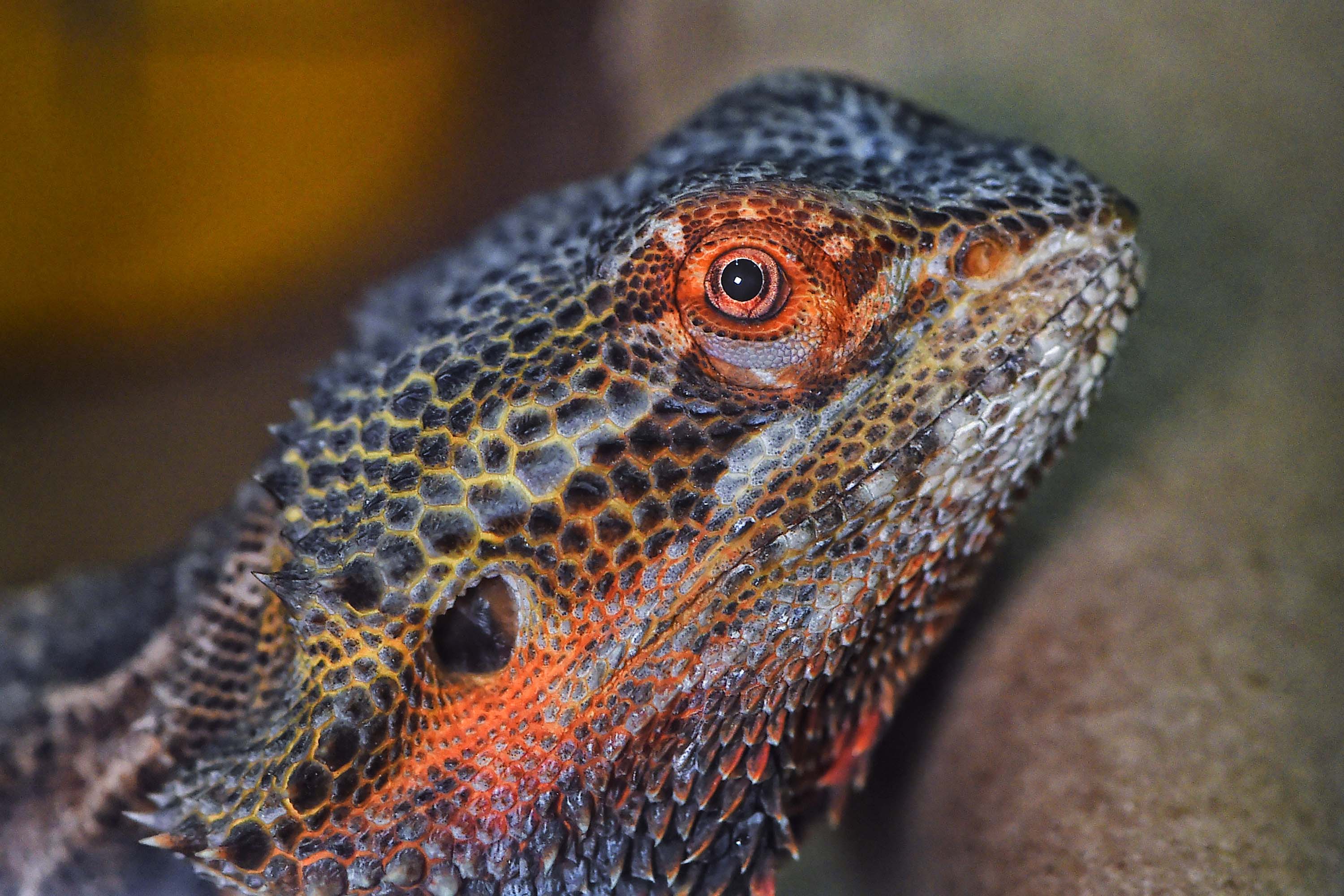 Dragão barbudo (Pogona vitticeps) 