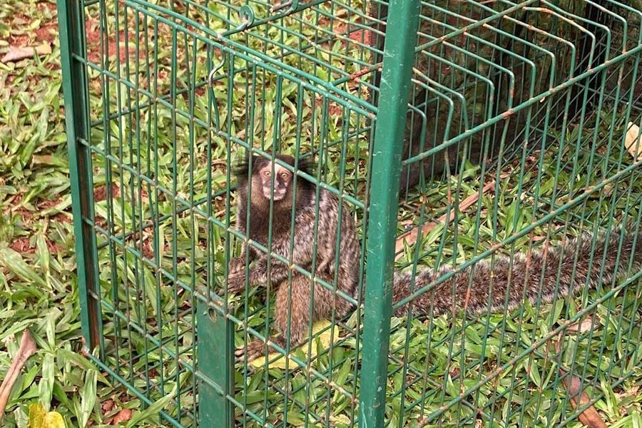 IAT captura dois saguis-de-tufos-pretos em Foz do Iguaçu, espécie exótica na região