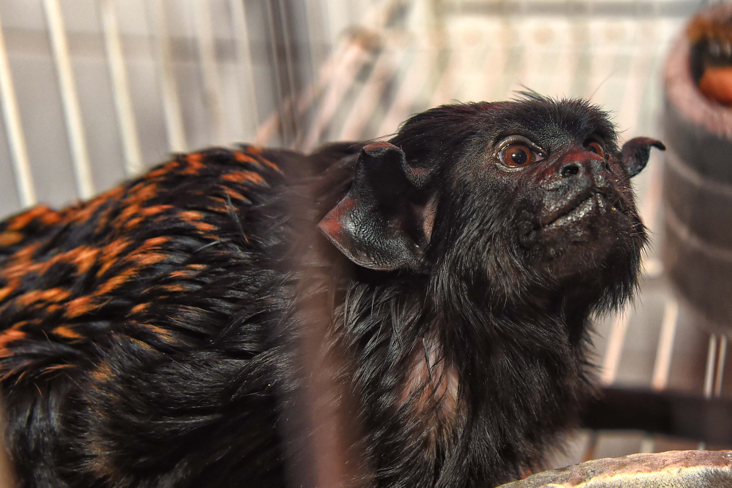 Sagui-preto (Saguinus niger)
