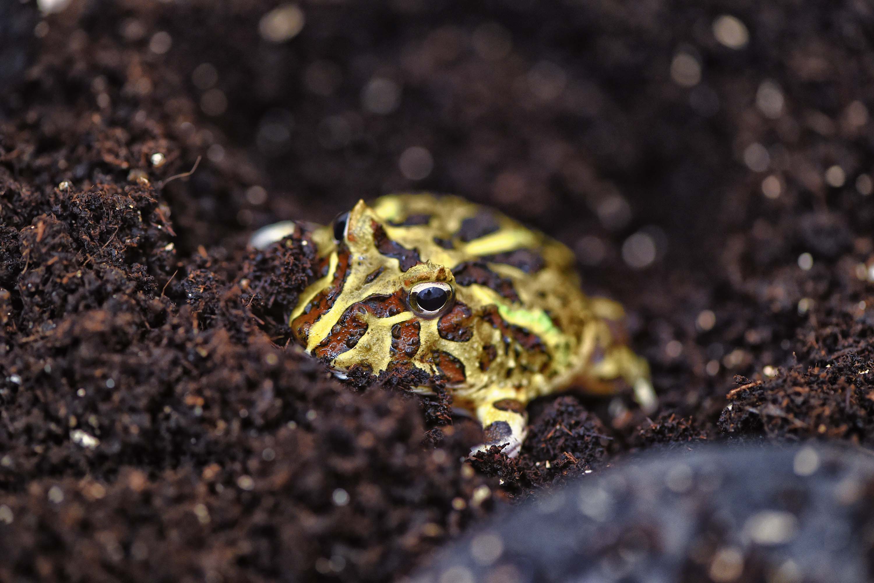Sapo Pac-Man (Ceratophrys cranwelli)