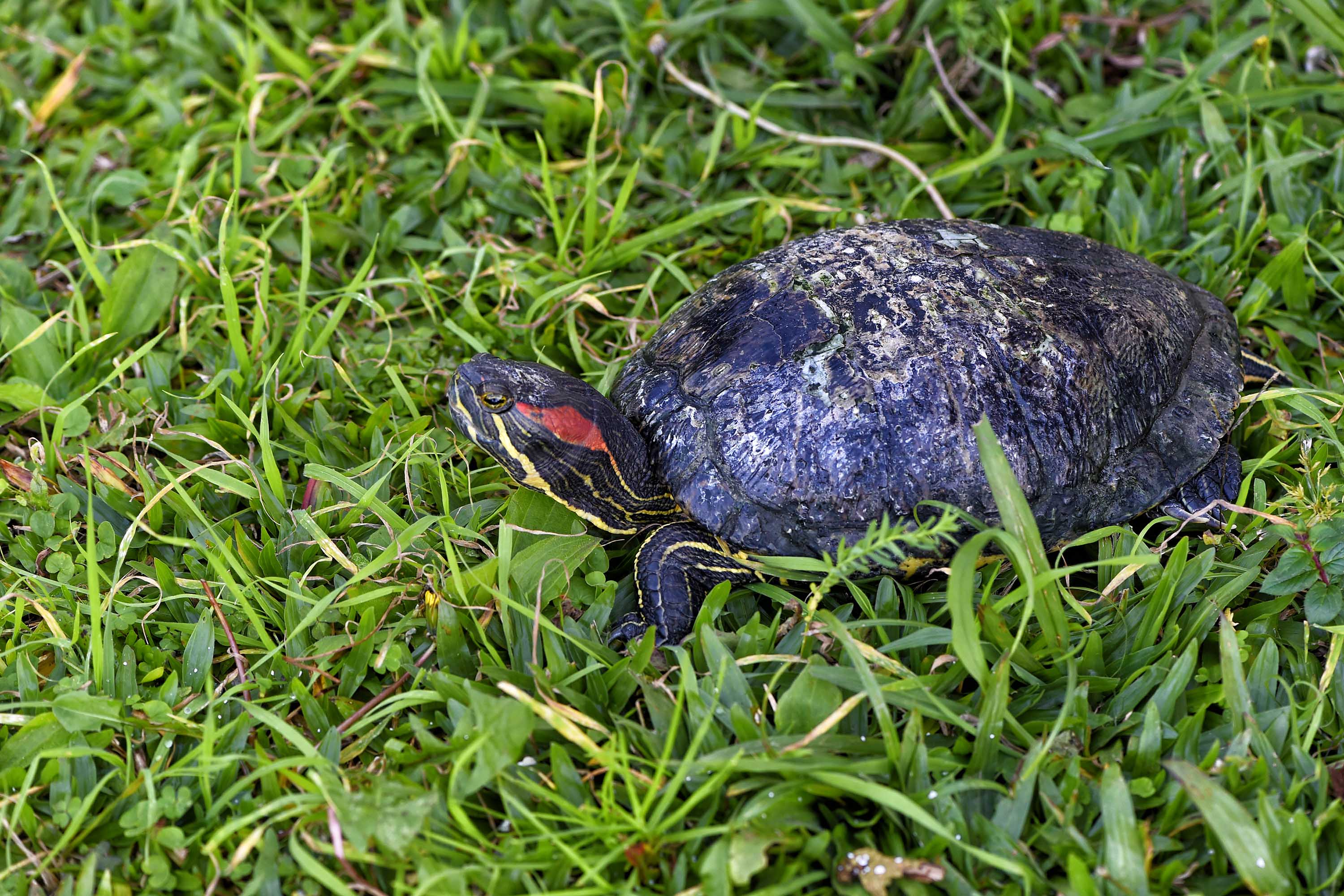 Tartaruga-de-Orelhas-Vermelhas (Trachemys scripta) 